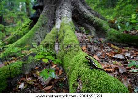 Salamander in natural habitat, salamander in forest, tree and salamander