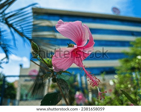 Pink Hibiscus Blossom – Nature's Grace in Pastel Pink, Perfect for Floral, Garden, and Delicate Beauty Themes. Premium Stock Image.