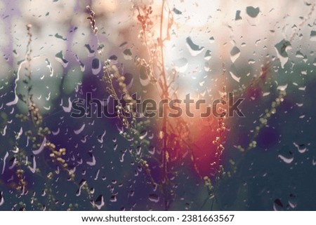 Blurred dreamy autumn background. Fairy sunset. close up of reeds grass background. Cinematic style