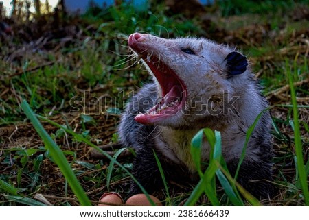 A closeup shot of a possum with its mouth wide open in a green field