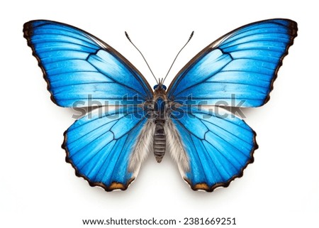 A beautiful blue butterfly photographed against a clean white background. Perfect for nature and wildlife enthusiasts.