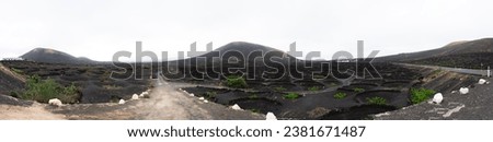 A panoramic shot of Lanzarote vineyard.and plants on black volcanic soil of the volcanic island, Spain