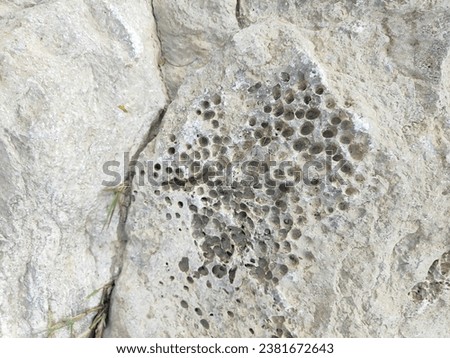 coelenterate fossils in sedimentary rocks
 Royalty-Free Stock Photo #2381672643