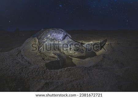A close-up shot of a sea turtle on a sandy beach at starry night