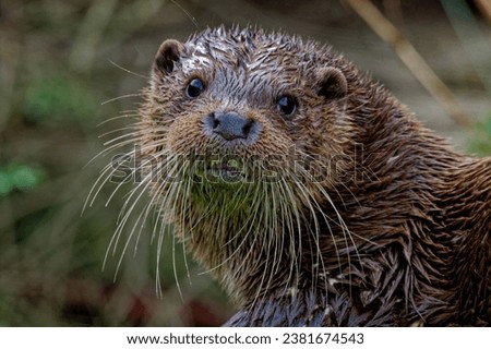 Eurasian Otter (Lutra lutra) Adult portrait with very long whiskers. Royalty-Free Stock Photo #2381674543