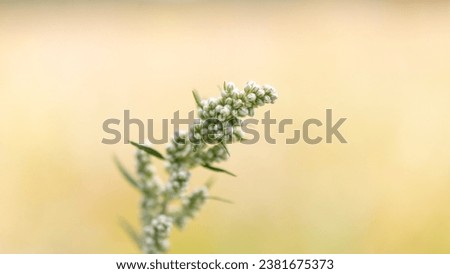 A branch of Artemisia vulgaris, commonly known as common mugwort, takes center stage in a photo, adorned with delicate buds on the verge of blooming. The buds are highlighted with selective focus.
