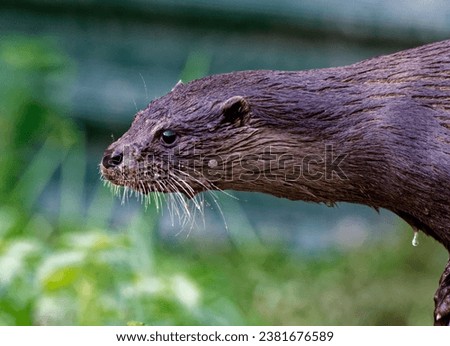 Eurasian Otter (Lutra lutra) Immature portrait outdoors looking wet fur.