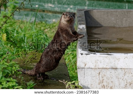 Eurasian Otter (Lutra lutra) Immature standing on hind legs looking.