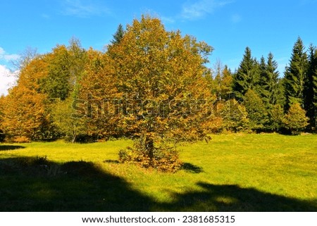 Lone orange colored beech (Fagus sylvatica) tree on a meadow in Kocevski Rog, Slovenia Royalty-Free Stock Photo #2381685315