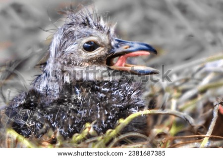 Newly fledged baby limpkin on ground  Royalty-Free Stock Photo #2381687385