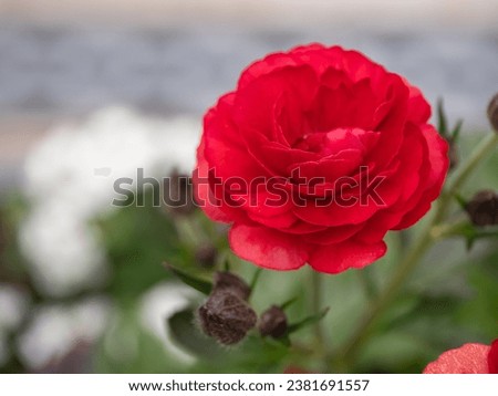 Spring flower. Gorgeous red ranunculus. Royalty-Free Stock Photo #2381691557