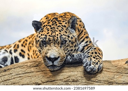 photos of beautiful jaguar that I have