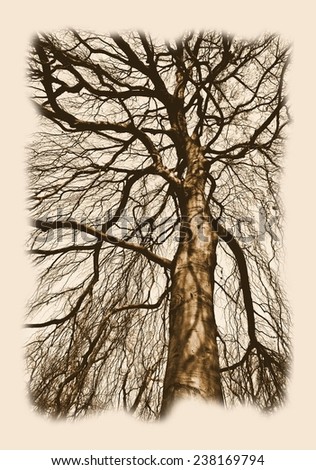 Autumn trees art / Crossed Branches / Isolated tree