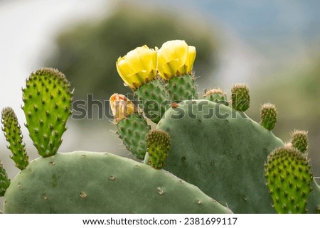 Several yellow c cactus flower with young fruit, Indian fig. Isolated on natural balcground. Opuntia ficus indica
