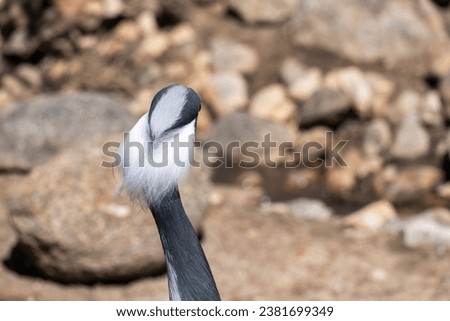 The demoiselle crane (Grus virgo) is a species of crane found in central Eurasia. demoiselle crane (Grus virgo) in a typical breeding ecosystem. Royalty-Free Stock Photo #2381699349