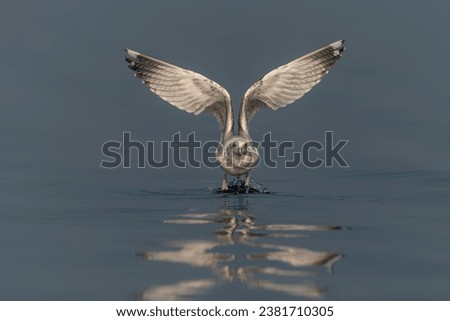 Caspian Gull (Larus cachinnans) taking off from water. Oder delta in Poland, europe. Blue background. Reflection                                