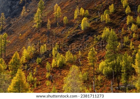 Aerial view of trees with yellow leaves growing on slope of Altai mountains on sunny autumn day