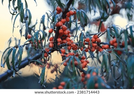Autumn background with sea buckthorn branch. The picture was taken in Leinoera nature reserve, the largest plantation of sea buckthorn in Norway