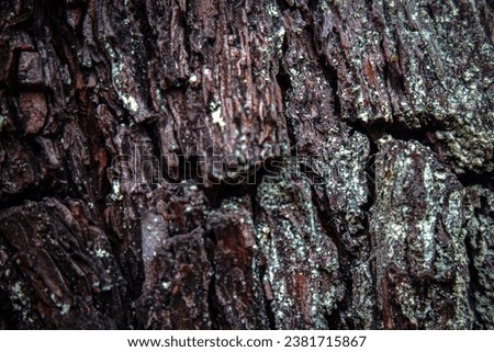 The bark of the tree is a slightly reddish brown which is suitable for natural backgrounds