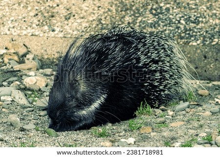 Abstract photo of a resting porcupine. Lying porcupine. Porcupine on stony ground. Animal in the zoo, thorns, spines