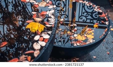 Close up view of a garden pond with autumn leaves concept photo. Beautiful nature scenery photography. 