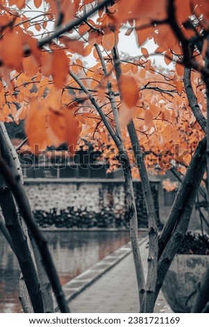 Autumn tree branches near water concept photo. Idyllic scene, fall season, red trees. 