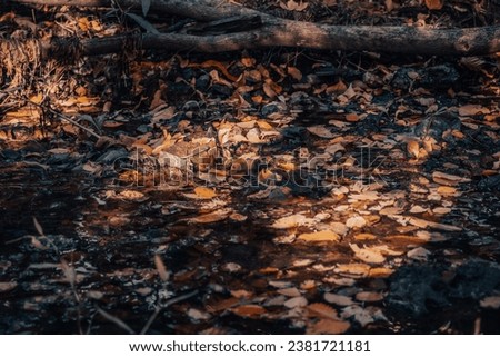 Close up leaf on the ground concept photo. Autumn sunlight atmosphere image. 