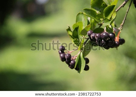 A close-up of a black chokeberry (Aronia melanocarpa) Royalty-Free Stock Photo #2381722753
