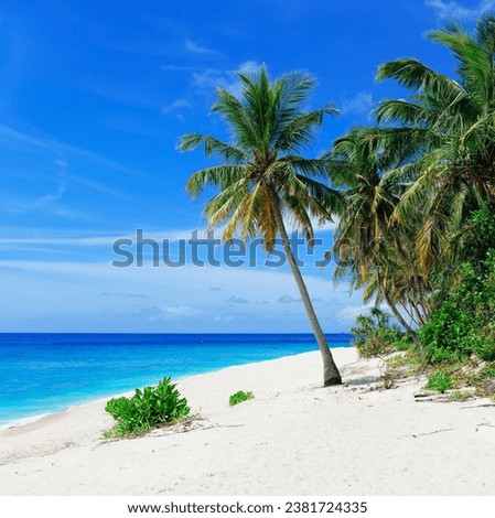 Fuvahmulah, Maldives Coconut Tree Near Body of Water Under Blue Sky Drone Shot