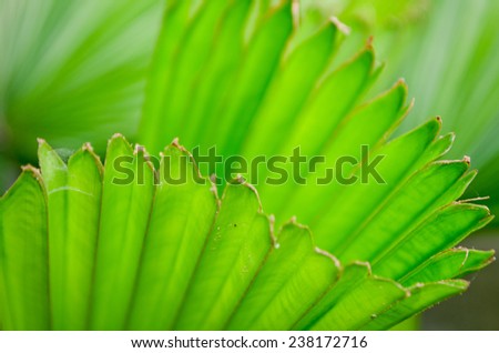 the Texture background of green palm leaf