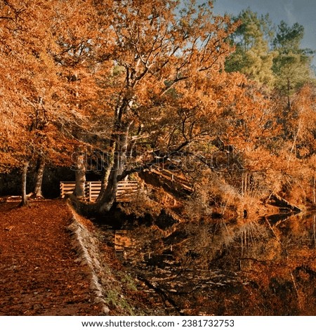 A landscape view of colorful autumn trees by the water in the broceliande forest