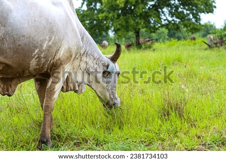Picture of cow eating grass in the morning time in farm in Thailand.