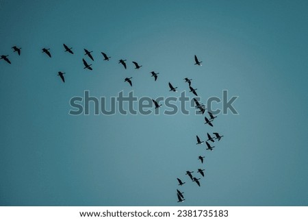 A low angle shot of a flock of birds soaring in the blue sky