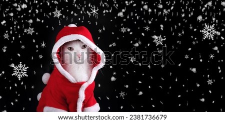 Christmas Cat looks at the camera. Santa cat in christmas festive outfit on a black. Merry Christmas. Xmas Greeting card. Happy New Year. Snowflake. Snow. Beautiful web banner. Winter