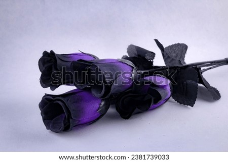 A closeup shot of goth purple and black roses isolated on a white background