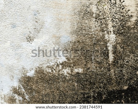 Mold on the wall  It looks like a bush.  The intensity of each area creates a beautiful image.