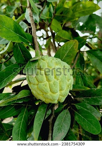 The high tasty sugar apple, beautiful picture. 