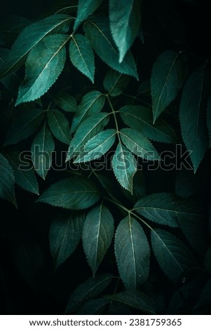 green plant leaves in spring season green background