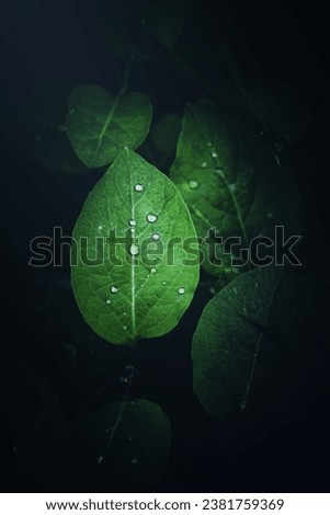green plant leaves in nature