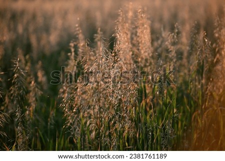 Grass and weed background with beautiful end of the day light.