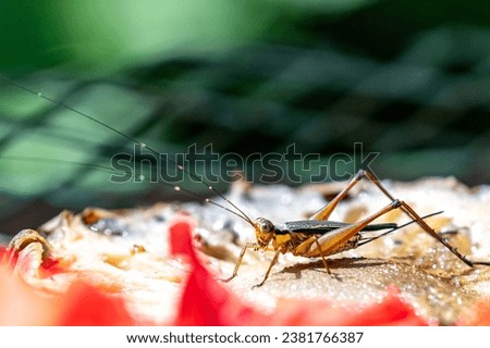 Pholidoptera griseoaptera, the dark bush-cricket, is a flightless species of European bush-cricket; it is the type species of its genus with no subspecies. Royalty-Free Stock Photo #2381766387