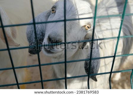 Goat photo from behind bars