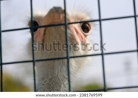 Photo of an ostrich behind bars