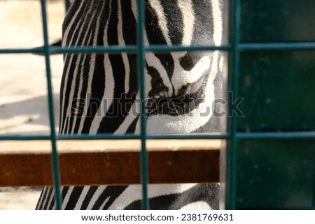 Photo of an zebra behind bars