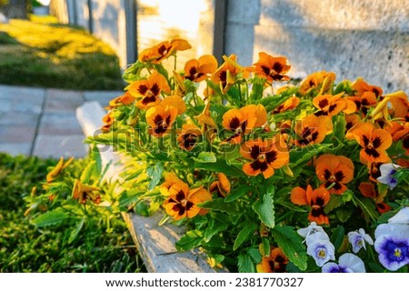 A closeup of orange garden pansies growing in front of a house in sunlight