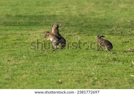 Three brown rabbits fighting on a green field