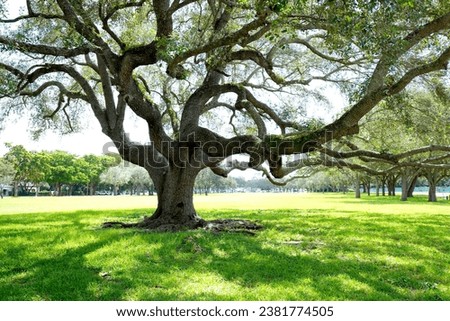 Picture of and a Tree In Coral Gables Florida