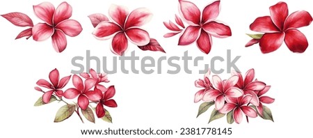Red Frangipani flower in watercolor Royalty-Free Stock Photo #2381778145
