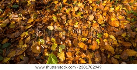 Under the golden embrace of the warm autumn sun, the forest floor is decorated with a carpet of fallen leaves. Shades of yellow and brown mix to create a mosaic of nature's seasonal transitions.