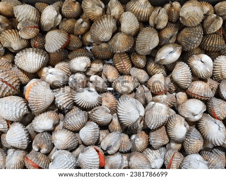 seashells for sale top view
